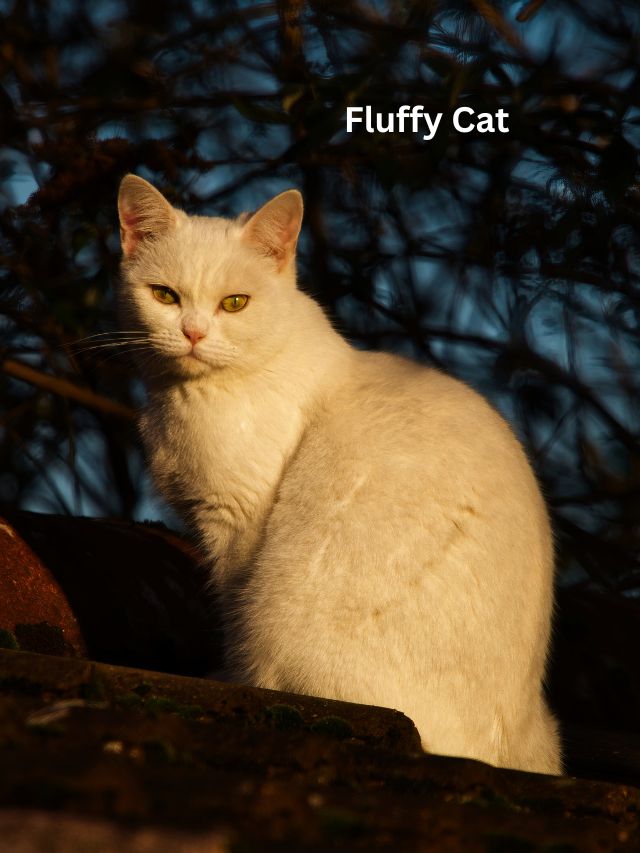 Fluffy Cat Breeds Facts Fluffy Cat Breeds Facts